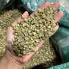 Robustar Coffee Bean S16 -18 ( Grade 1 )