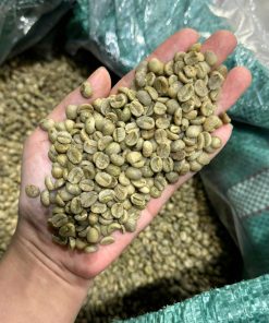 Robustar Coffee Bean S16 -18 ( Grade 1 )