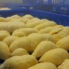 Fozen Durian